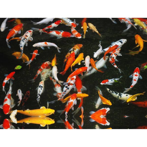 Velda (VT) Nourriture pour poissons 2 couleurs bo&icirc;te de rangement 10 L