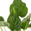 vidaXL Alocasia Cucullata &Oslash;21 hauteur 65-75 cm