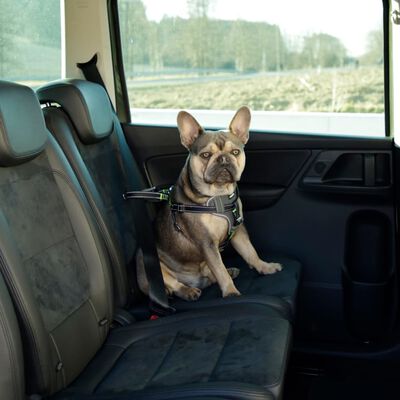 Kerbl Harnais de sécurité d’auto à animaux de compagnie 50-65 cm Noir