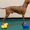 FitPAWS Plate-forme d'&eacute;quilibre pour animaux de compagnie 2 pcs Bleu