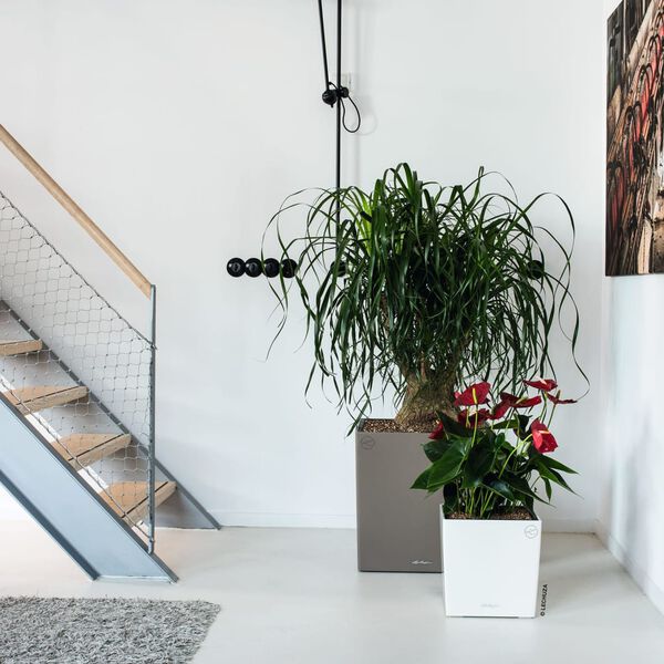 LECHUZA Jardini&egrave;re CUBE 30 ALL-IN-ONE Blanc brillant