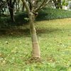 vidaXL Rouleau de jute 0,25x25 m 100 % jute 200 g/m&sup2;