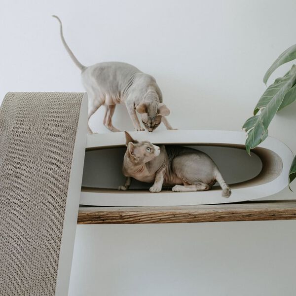 DISTRICT70 Griffoir pour chats 2 en 1 OVAL OFFICE