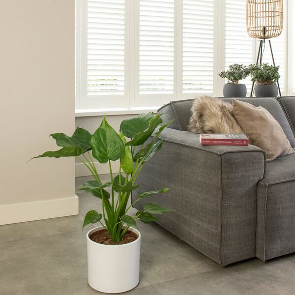 vidaXL Alocasia Cucullata &Oslash;21 hauteur 65-75 cm