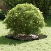 vidaXL Anneau d'arbre Vert olive &Oslash;40 / 70 cm Acier lamin&eacute; &agrave; froid
