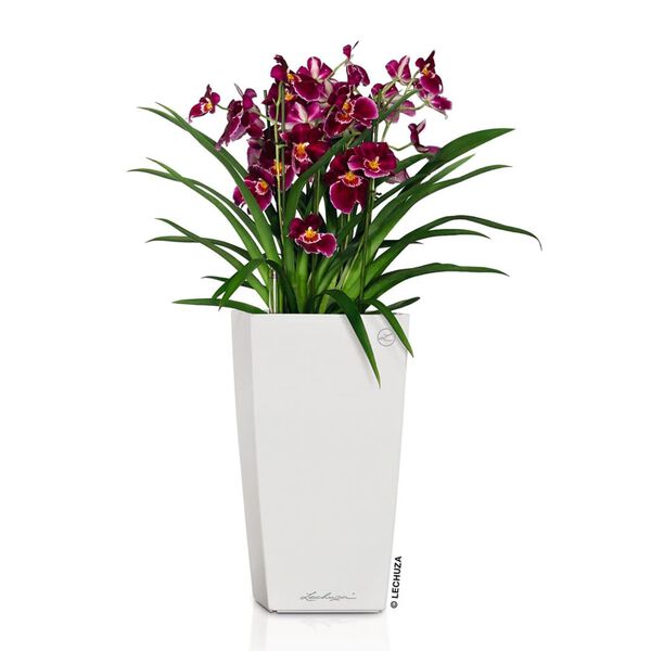 LECHUZA Jardini&egrave;re Cubico 22 ALL-IN-ONE blanc brillant