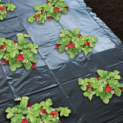 Nature Feuille de paillis pour fraises 1,4 x 20 m 6030231