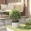 vidaXL Pots de jardin 5 pcs Argent 30 x 30 x 20 cm Acier inoxydable
