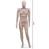 vidaXL Mannequin de vitrine Homme T&ecirc;te ronde