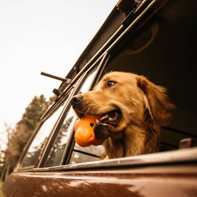 West Paw Jouet pour chiens avec Zogoflex Tux Orange mandarine S