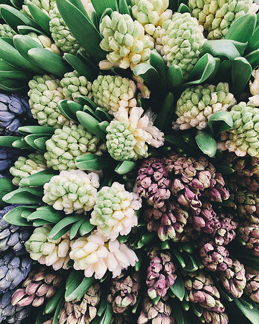 Different coloured hyacinths in close-up