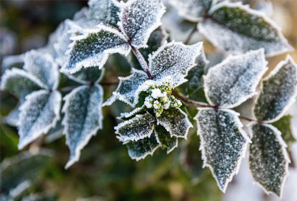 Frozen evergreen plant